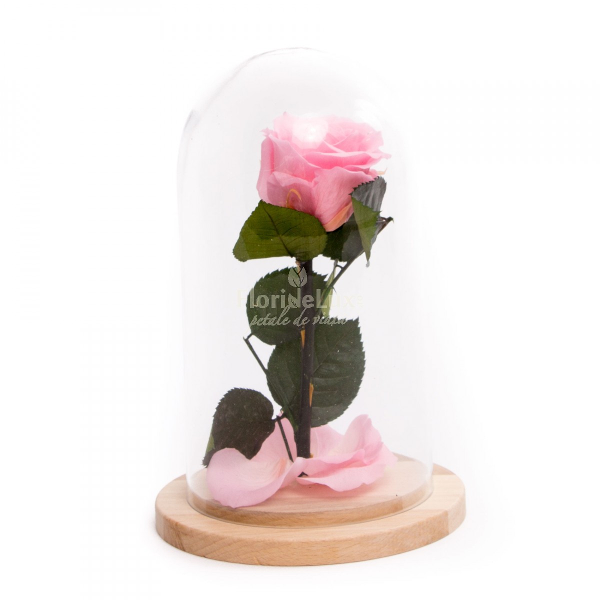 trandafir criogenat roz in cupola